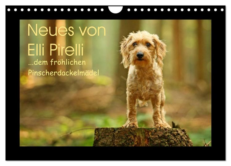 Produktbild: Neues von Elli Pirelli, dem fr&ouml;hlichen Pinscherdackelm&auml;del (Wandkalender 2025 DIN A4 quer), CALVENDO Monatskalender