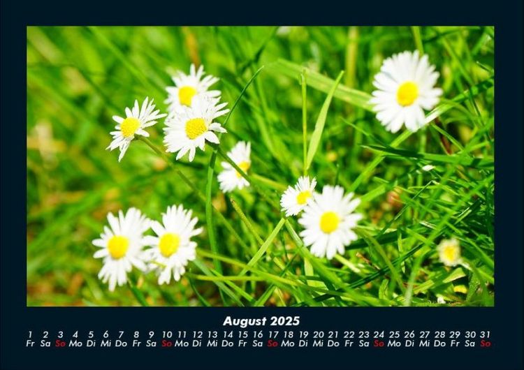 Produktbild: Blumentr&auml;ume 2025 Fotokalender DIN A4