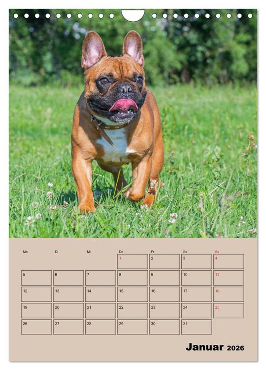 Produktbild: Jahresplaner Franz&ouml;sische Bulldogge (Wandkalender 2026 DIN A4 hoch), CALVENDO Monatskalender