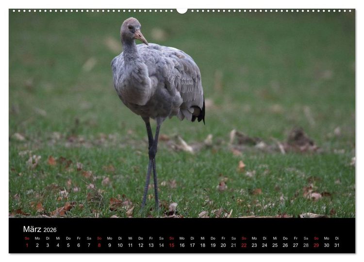Produktbild: Kranich-Land Brandenburg (hochwertiger Premium Wandkalender 2026 DIN A2 quer), Kunstdruck in Hochglanz