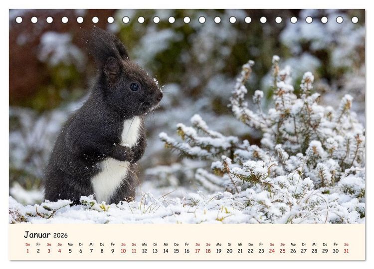 Produktbild: Oachkatzl (Tischkalender 2026 DIN A5 quer), CALVENDO Monatskalender