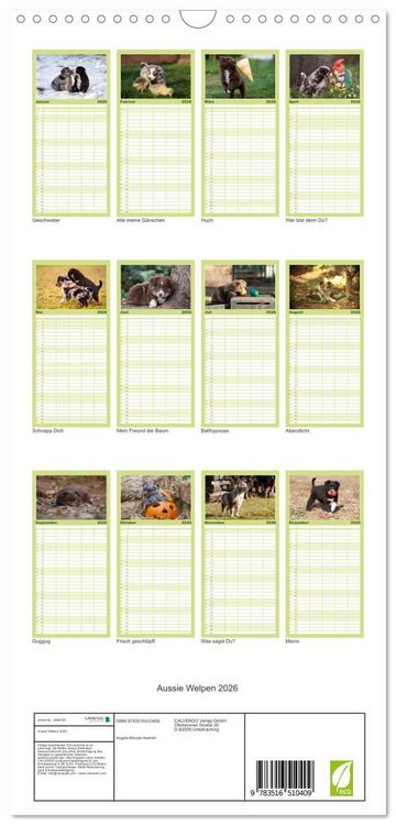 Produktbild: Familienplaner 2026 - Aussie Welpen 2026 mit 5 Spalten (Wandkalender, 21 x 45 cm) CALVENDO