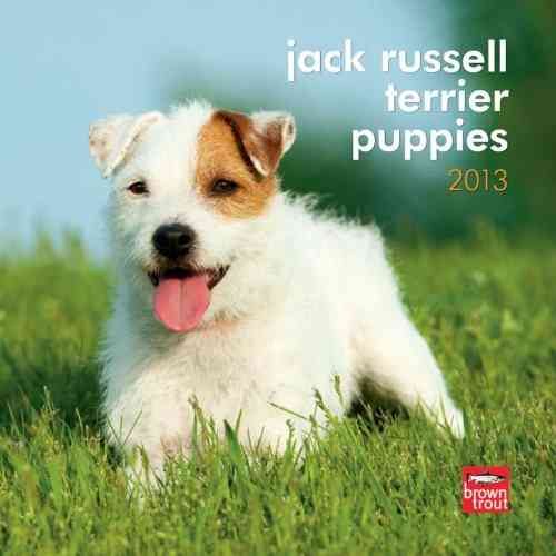 Produktbild: Jack Russell Terrier Puppies 2013 Calendar