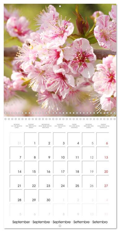 Produktbild: Arbres et arbustes la floraison (Calendrier mural carr&eacute; 2026 30x30 cm) Calendrier double avec une page pour vos prises de notes