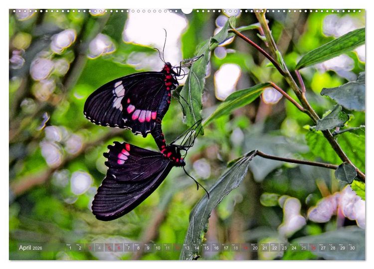 Produktbild: Colombia / UK-Version (High Quality Premium Wall Calendar 2026 DIN A2 landscape),CALVENDO 12 Month Wall Calendar