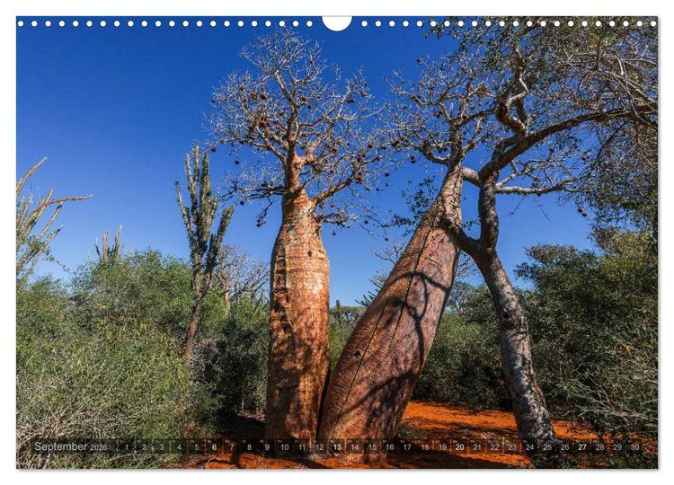 Produktbild: Zauberwald Ifaty &middot; Traumhafte Baobabs in Madagaskar (Wandkalender 2026 DIN A3 quer), CALVENDO Monatskalender