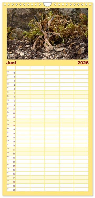 Produktbild: Familienplaner 2026 - Vogelspinnen - Tarantulas mit 5 Spalten (Wandkalender, 21 x 45 cm) CALVENDO