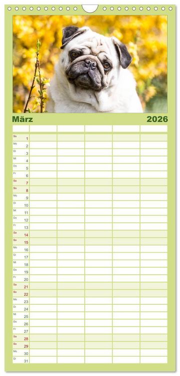 Produktbild: Familienplaner 2026 - M&ouml;pse mit 5 Spalten (Wandkalender, 21 x 45 cm) CALVENDO