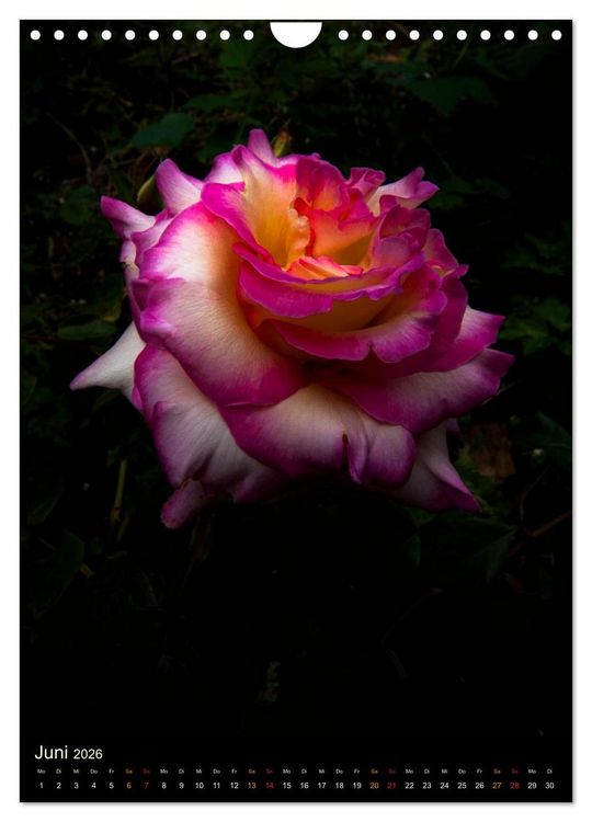 Produktbild: Gartenrosen (Wandkalender 2026 DIN A4 hoch), CALVENDO Monatskalender