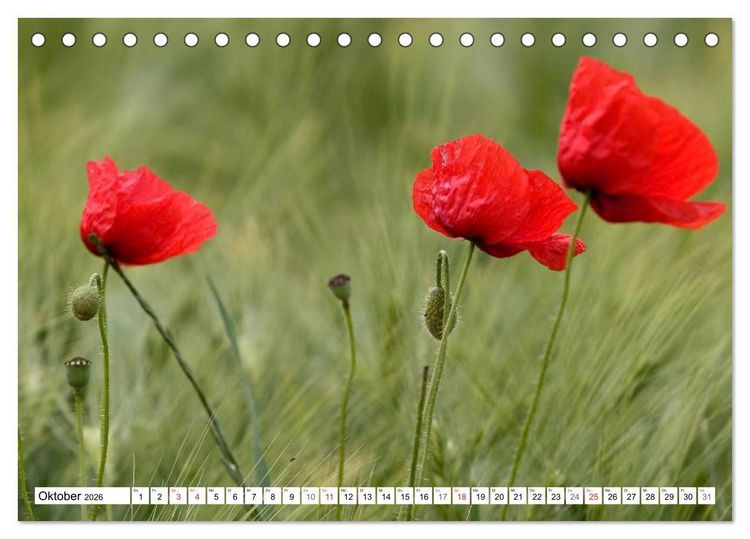 Produktbild: MohnTage (Tischkalender 2026 DIN A5 quer), CALVENDO Monatskalender