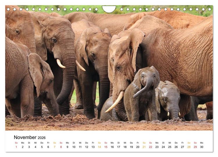Produktbild: ADDO ELEPHANT NATIONAL PARK Elefanten Babies (Wandkalender 2026 DIN A4 quer), CALVENDO Monatskalender