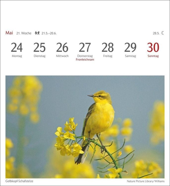 Produktbild: Heimische V&ouml;gel Postkartenkalender 2027 - Wochenkalender mit 53 Postkarten