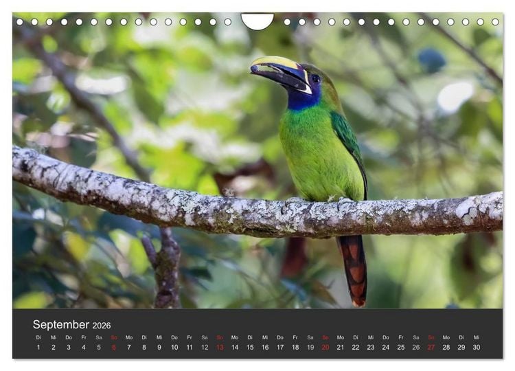 Produktbild: Costa Rica 2026 Exotische Vogelwelt (Wandkalender 2026 DIN A4 quer), CALVENDO Monatskalender