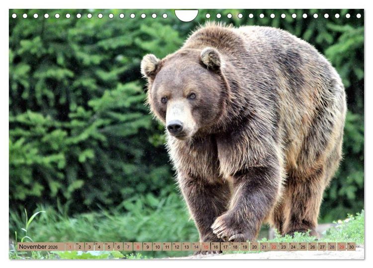 Produktbild: B&auml;ren - Der Eisb&auml;r und der Kamtschatka-Braunb&auml;r (Wandkalender 2026 DIN A4 quer), CALVENDO Monatskalender