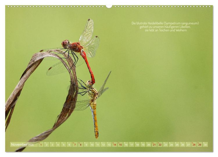 Produktbild: Frankens Insekten (hochwertiger Premium Wandkalender 2026 DIN A2 quer), Kunstdruck in Hochglanz
