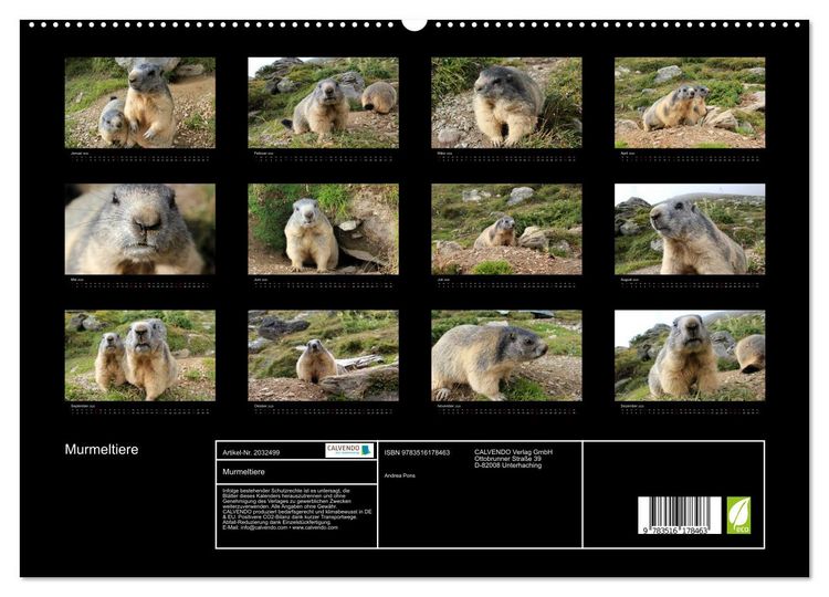 Produktbild: Murmeltiere (hochwertiger Premium Wandkalender 2026 DIN A2 quer), Kunstdruck in Hochglanz