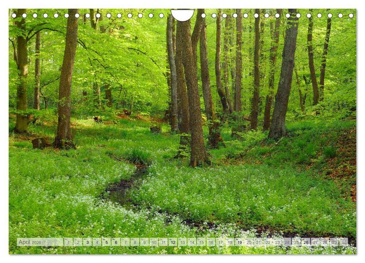 Produktbild: Moore und B&auml;che in Eifel und Ardennen (Wandkalender 2026 DIN A4 quer), CALVENDO Monatskalender