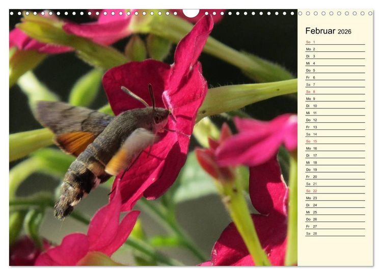 Produktbild: Faszinierende Taubenschw&auml;nzchen (Wandkalender 2026 DIN A3 quer), CALVENDO Monatskalender