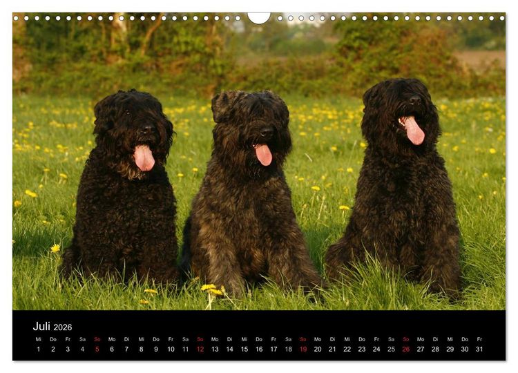 Produktbild: Bouvier des Flandres (Wandkalender 2026 DIN A3 quer), CALVENDO Monatskalender