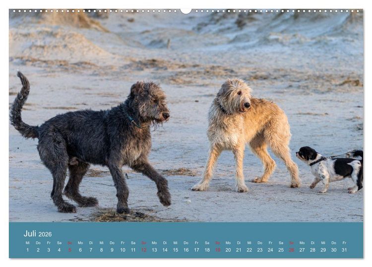 Produktbild: Irische Wolfshunde (hochwertiger Premium Wandkalender 2026 DIN A2 quer), Kunstdruck in Hochglanz