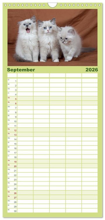 Produktbild: Familienplaner 2026 - Ragdoll Kitten mit 5 Spalten (Wandkalender, 21 x 45 cm) CALVENDO