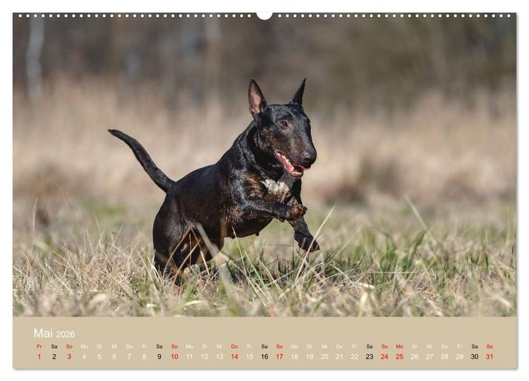 Produktbild: Bullterrier - charmante Herzensbrecher (Wandkalender 2026 DIN A2 quer), CALVENDO Monatskalender