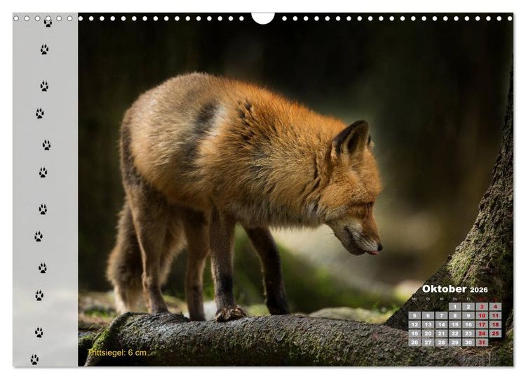 Produktbild: Tierspuren in der Natur (Wandkalender 2026 DIN A3 quer), CALVENDO Monatskalender