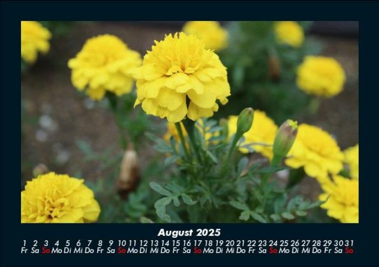 Produktbild: Blumenkalender 2025 Fotokalender DIN A5