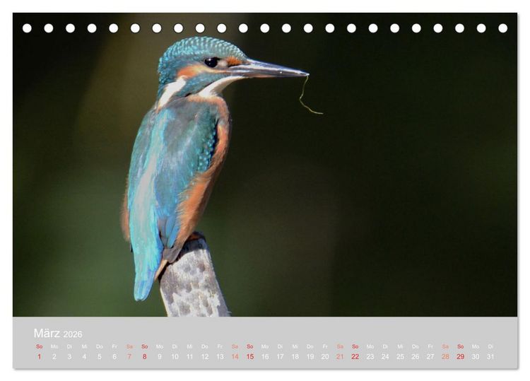 Produktbild: Der Eisvogel, ein Juwel der Natur (Tischkalender 2026 DIN A5 quer), CALVENDO Monatskalender