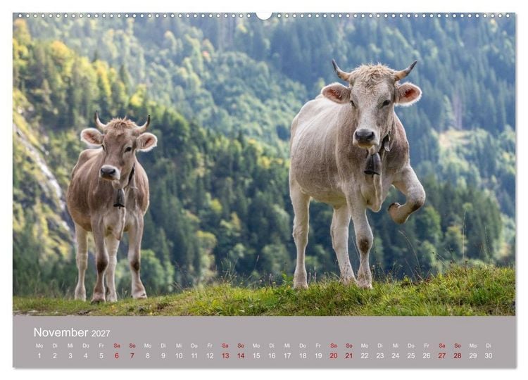 Produktbild: Allg&auml;uer Rindvieh 2027 (Wandkalender 2027 DIN A2 quer), CALVENDO Monatskalender