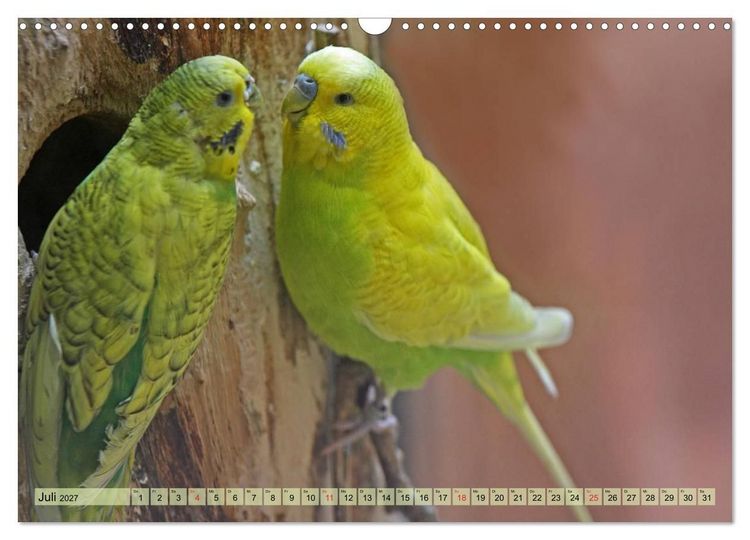 Produktbild: Wellensittiche (Wandkalender 2027 DIN A3 quer), CALVENDO Monatskalender