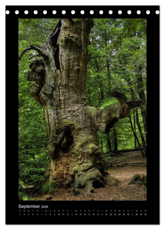 Produktbild: Mythos Baum / 2026 (Tischkalender 2026 DIN A5 hoch), CALVENDO Monatskalender