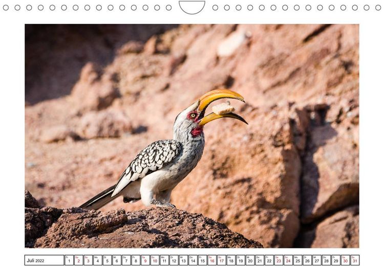 Produktbild: Wildlife - Tiere in Namibia (Wandkalender 2022 DIN A4 quer)