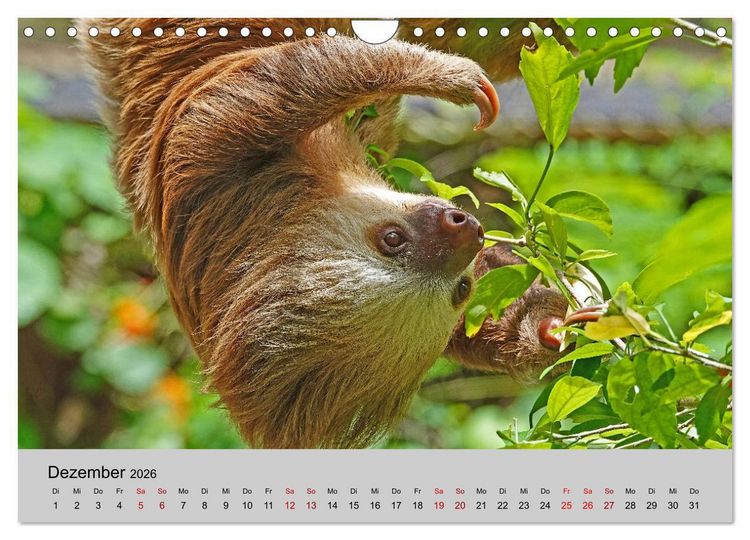 Produktbild: COSTA RICA - Tierische Momente (Wandkalender 2026 DIN A4 quer), CALVENDO Monatskalender