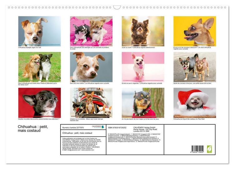 Produktbild: Chihuahua : petit, mais costaud (Calendrier mural 2026 DIN A2 vertical), CALVENDO calendrier mensuel