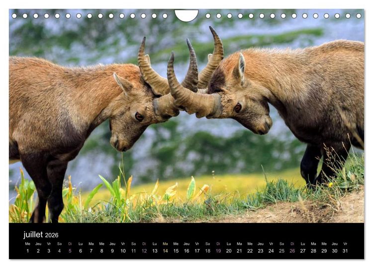 Produktbild: Bouquetins des Alpes (Calendrier mural 2026 DIN A4 vertical), CALVENDO calendrier mensuel