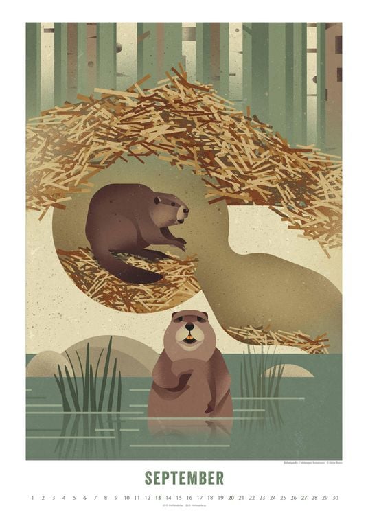 Produktbild: Dieter Braun: Die Welt der Tiere 2026 – Wandkalender – Format 50x70 cm