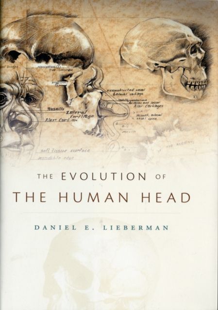 Produktbild: Evolution of the Human Head