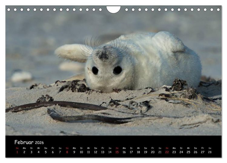 Produktbild: Robben auf Helgoland 2026 (Wandkalender 2026 DIN A4 quer), CALVENDO Monatskalender