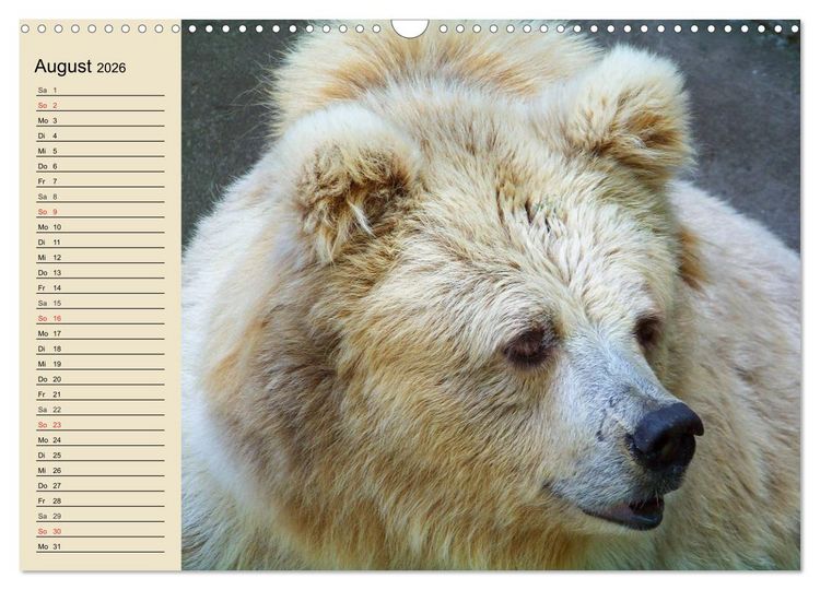 Produktbild: B&auml;ren (Wandkalender 2026 DIN A3 quer), CALVENDO Monatskalender