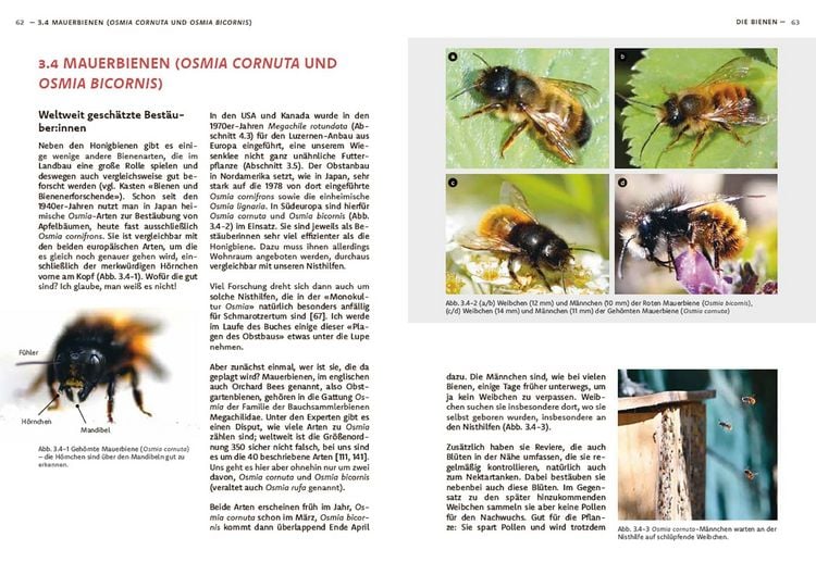 Produktbild: Wildbienen haben es auch nicht leicht