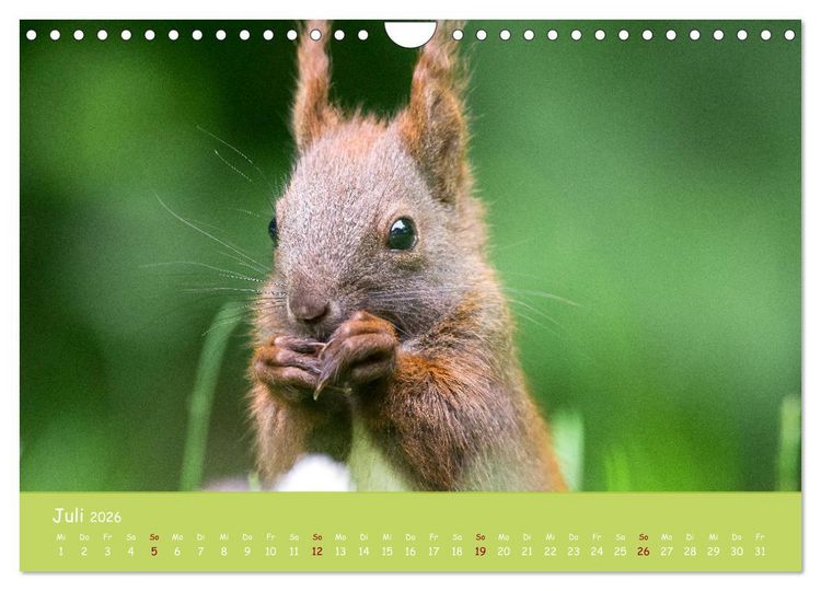 Produktbild: Eichh&ouml;rnchen - die s&uuml;&szlig;en Nussknacker (Wandkalender 2026 DIN A4 quer), CALVENDO Monatskalender
