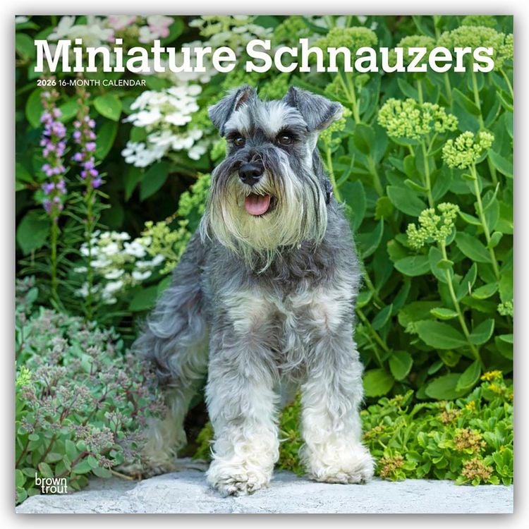 Produktbild: Miniature Schnauzers – Zwergschnauzer 2026 – 16-Monatskalender