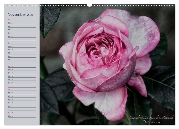 Produktbild: Kurf&uuml;rstliche Rosen Eltville am Rhein (Wandkalender 2026 DIN A2 quer), CALVENDO Monatskalender
