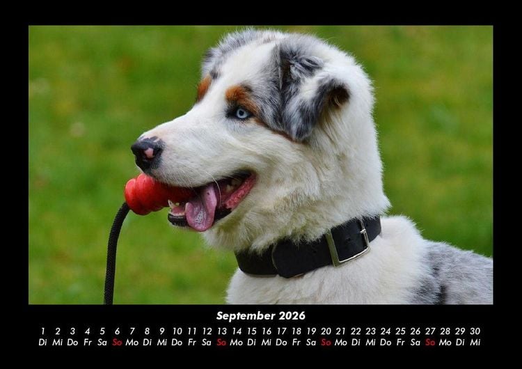 Produktbild: Hundezauber 2026 Fotokalender DIN A3