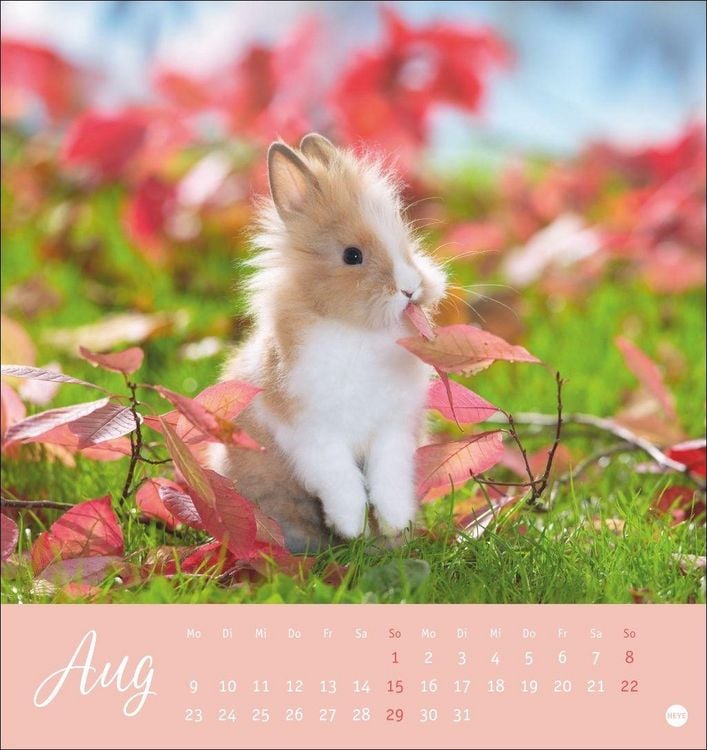 Produktbild: S&uuml;&szlig;e Kaninchen Postkartenkalender 2027