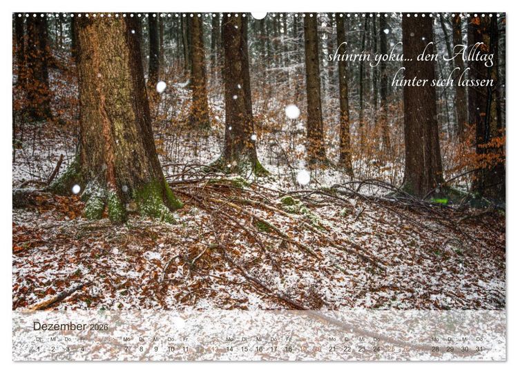 Produktbild: Shinrin yoku - Waldbaden 2026 (hochwertiger Premium Wandkalender 2026 DIN A2 quer), Kunstdruck in Hochglanz