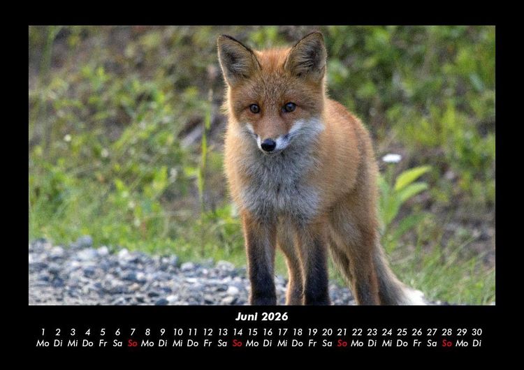 Produktbild: Waldbewohner 2026 Fotokalender DIN A3