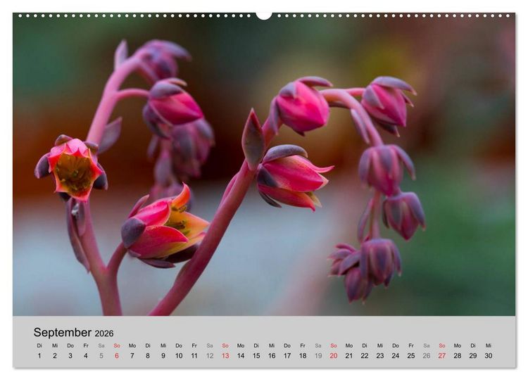 Produktbild: Bl&uuml;tensymphonie - Kakteen und Sukkulenten (hochwertiger Premium Wandkalender 2026 DIN A2 quer), Kunstdruck in Hochglanz