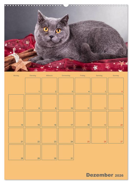 Produktbild: Britisch Kurzhaar Katzen - Planer (Wandkalender 2026 DIN A2 hoch), CALVENDO Monatskalender
